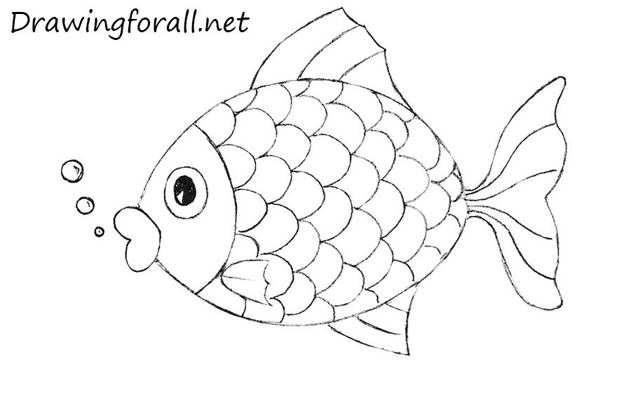 900x572 how to draw a fish for kids prom drawings, fish drawing - Drawing For Kids Fish