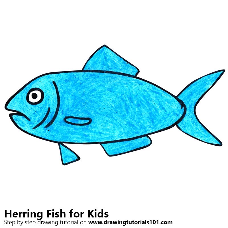 800x800 learn how to draw a herring fish for kids - Drawing For Kids Fish