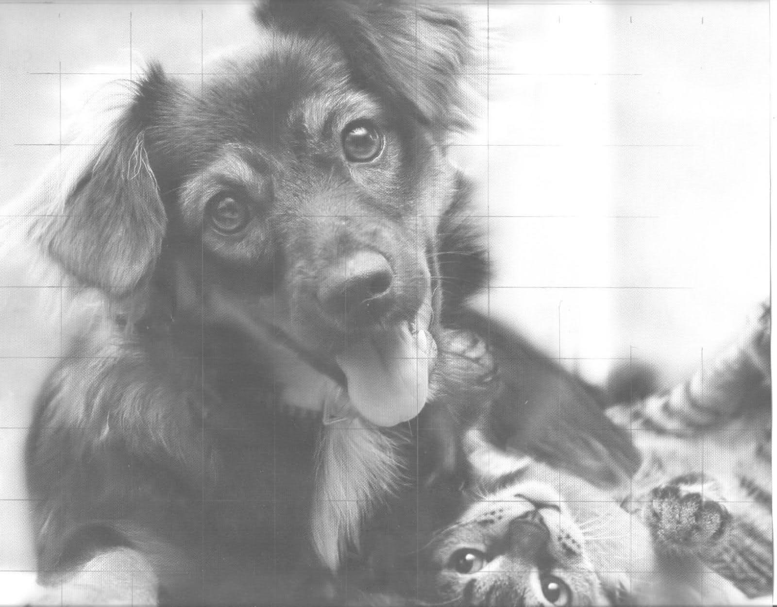 1600x1250 Dog And Cat Drawing Finished - Drawing Forum