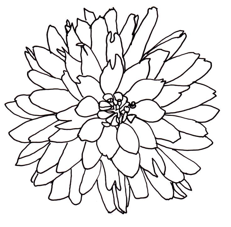 736x725 Line Drawing Of A Flower Free Download Clip Art Free Clip Art - Drawing Free Download