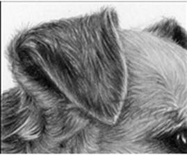 269x227 how to draw fur drawing tutorials how to draw animals' fur - Drawing Fur