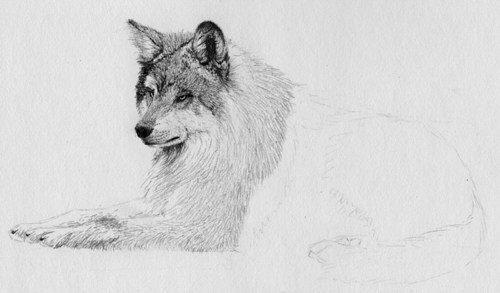 500x293 how to draw fur with graphite pencil from a reference photo - Drawing Fur