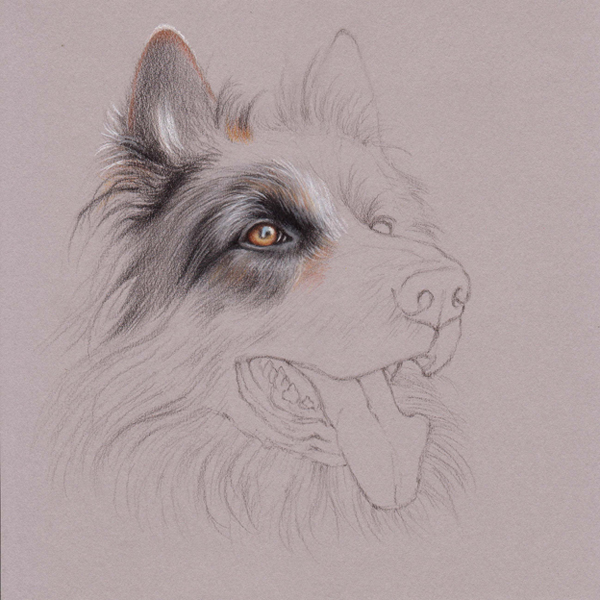 600x600 uart tip drawing fur with colored pencils step - Drawing Fur