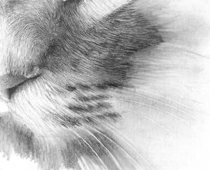 300x243 drawing realistic hair and fur with pencil tutorial good ref - Drawing Fur