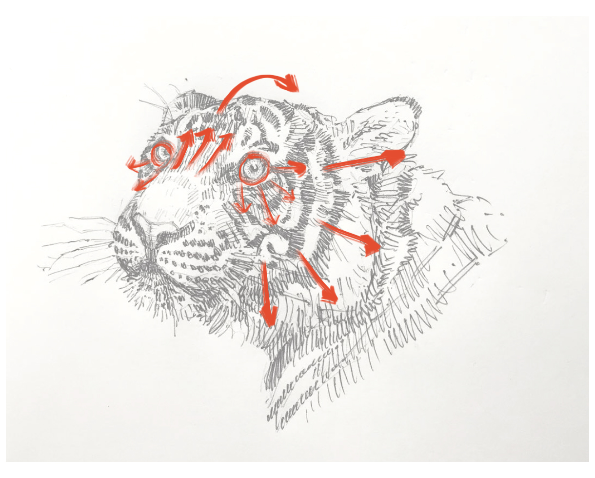 1220x980 drawing tips fur and feathers - Drawing Fur