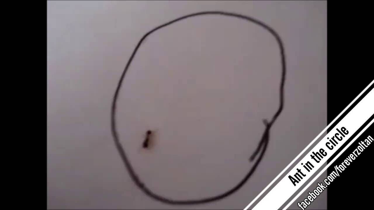 1280x720 limits exist only in the mind ant in a circle is the proof - Drawing Gif