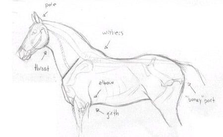 450x276 need more help drawing the perfect horse the equinest - Drawing Help