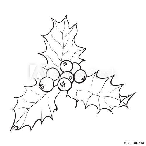 500x500 mistletoe black and white branch with leaves and berries, holly - Drawing Holly Leaves And Berries