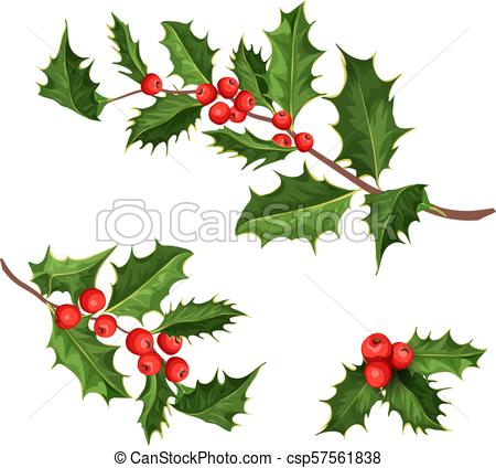 450x424 Vector Christmas Holly Mistletoe Ilex Leaves Vector Realistic - Drawing Holly Leaves And Berries