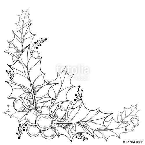 500x500 vector twig with outline leaves and berries of ilex or christmas - Drawing Holly Leaves And Berries