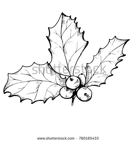 450x470  - Drawing Holly Leaves And Berries