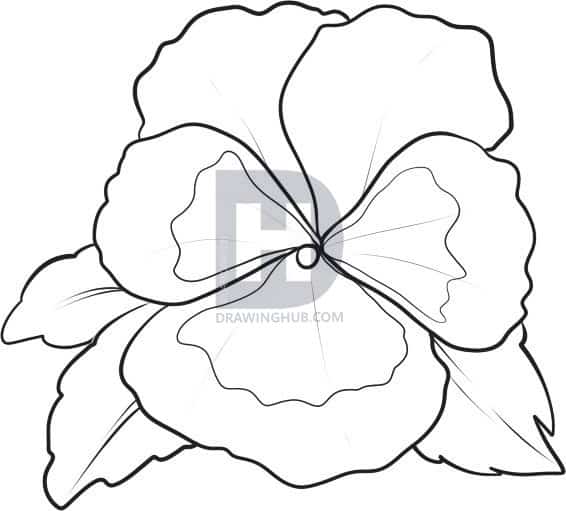 566x511 How To Draw Flowers - Drawing Hub