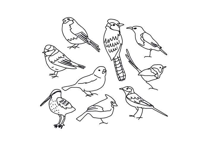 700x490 Birds Drawings Deve Drawing - Drawing Images Download