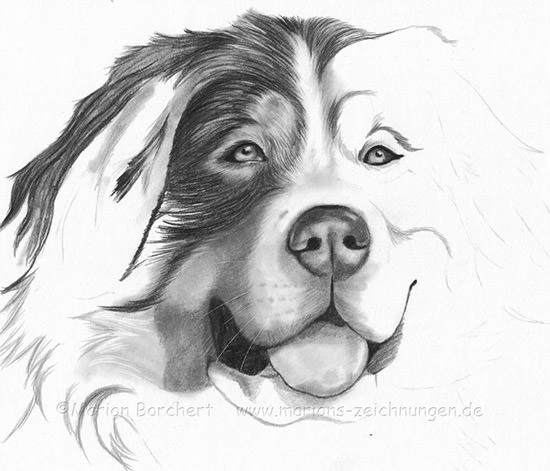 550x471 Best Pencil Drawings Pictures Free Premium Templates - Drawing Images Free Download