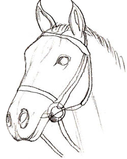 250x313 How To Draw A Horse Head - Drawing Images Of Horse