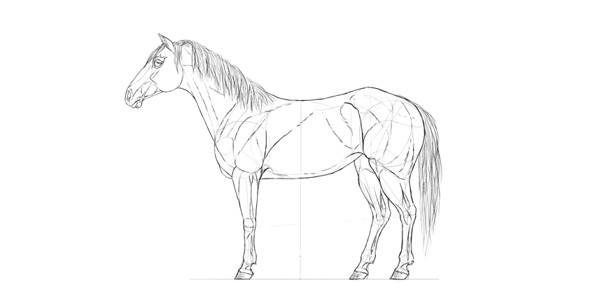 850x420 How To Draw A Horse Step - Drawing Images Of Horse