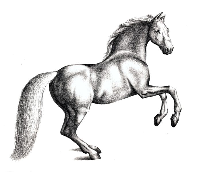 700x600 How To Draw A Horse - Drawing Images Of Horse