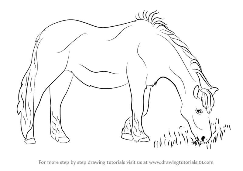 800x565 Learn How To Draw A Horse Eating Grass - Drawing Images Of Horse