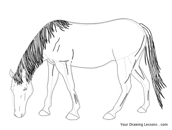 600x455 How To Draw A Horse Part Your Drawing Lessons - Drawing Images Of Horse