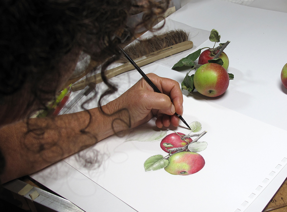 1005x742 Drawing An Apple In Color - Drawing In Color