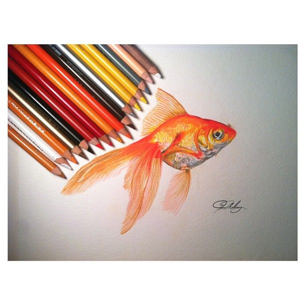 612x612 Gallery For Gt Gold Fish Drawing In Pencil Drawing Pencil - Drawing In Color