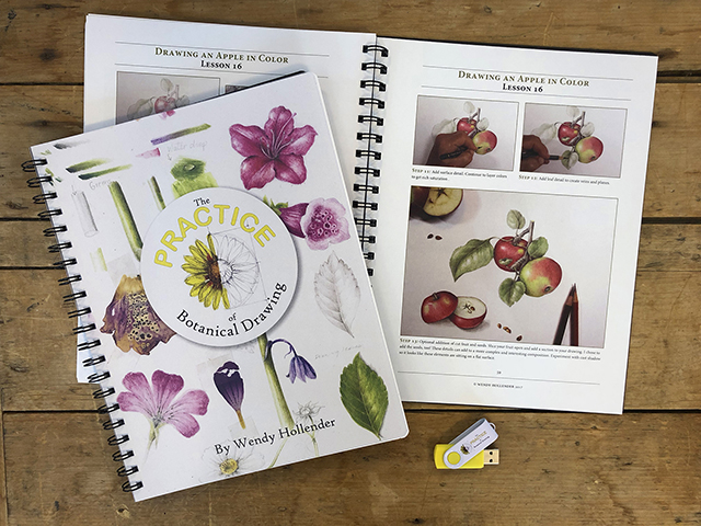 640x480 Home Learn Botanical Drawing - Drawing In Color