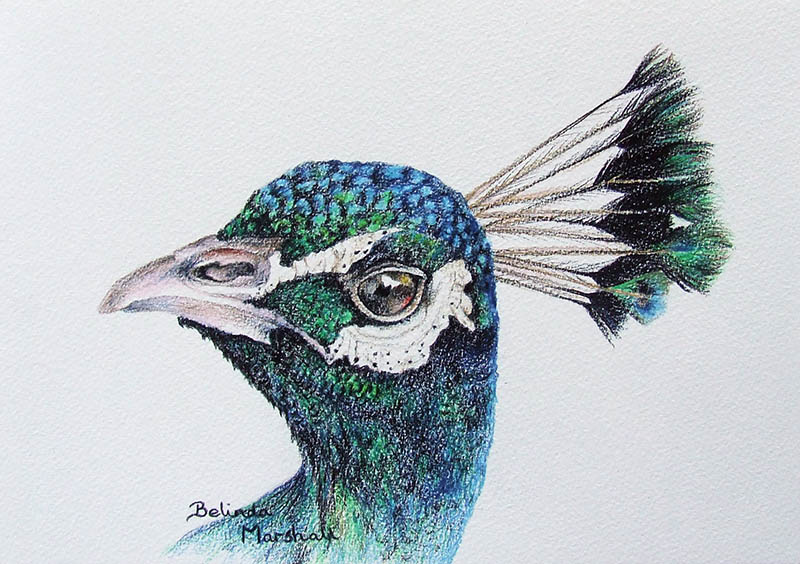 800x564 Peacock Drawing In Color Pencil Belinda Marshall Art Drawing - Drawing In Color