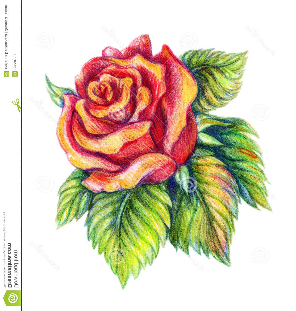 1236x1300 Color Pencil Drawing Flowers - Drawing In Color