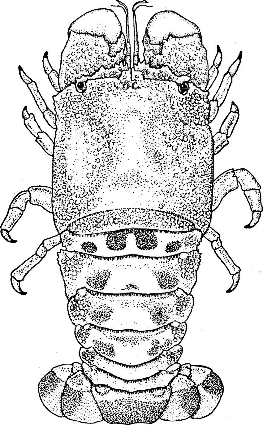 850x1373 Drawing Of The Spanish Lobster, Scyllarides Aequinoctialis - Drawing In Spanish