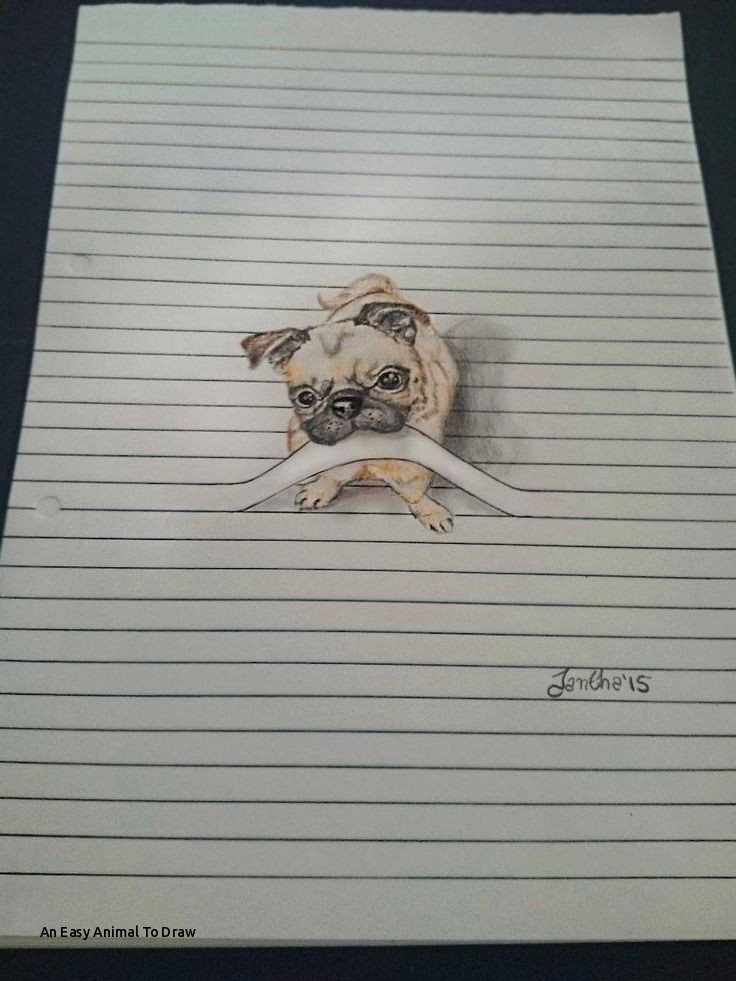 736x981 an easy animal to draw best drawing inspiration images - Drawing Inspiration