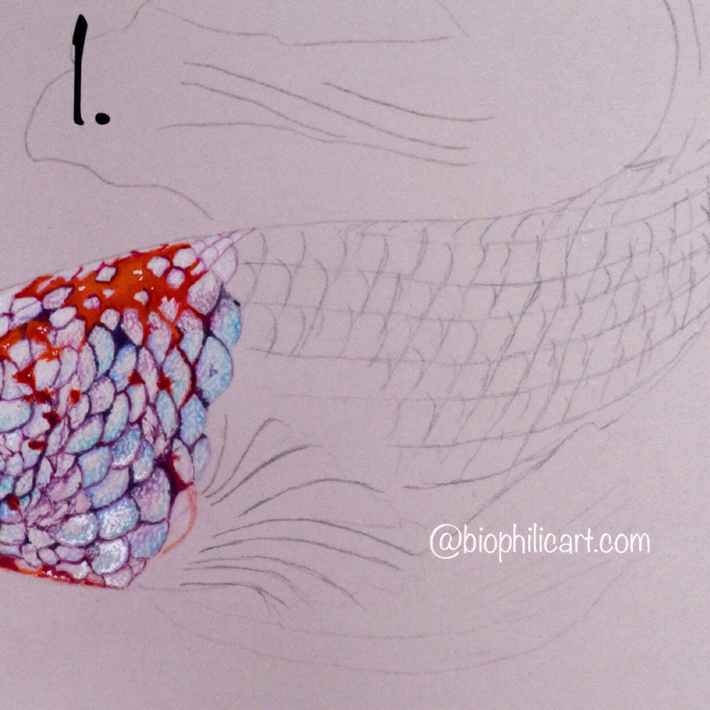 1024x1024 How To Draw Fish Scales Wth Coloured Pencils - Drawing L