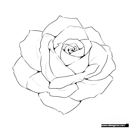 500x500 Rose Line Drawing Template - Drawing Line Art