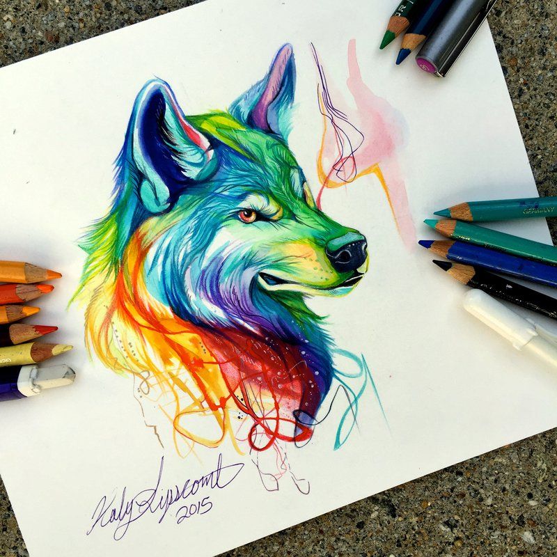 800x800 Colorful Wolf - Drawing Media
