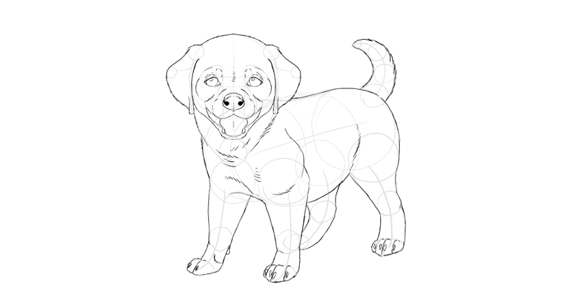 850x429 How To Draw A Puppy - Drawing Of