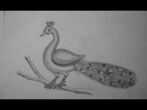 480x360 Drawing Of A Peacock - Drawing Of A