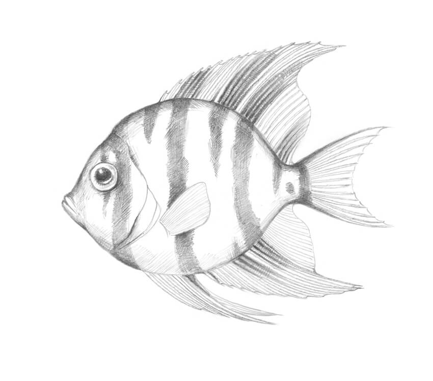 850x747 How To Draw A Tropical Fish - Drawing Of A