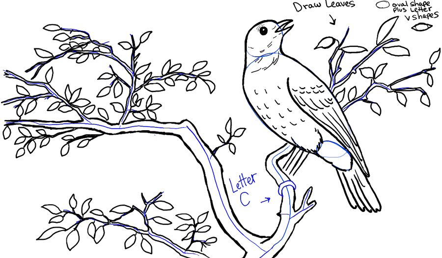 900x527 How To Draw A Bird In A Tree In Front Of Rolling Hills Landscape - Drawing Of A Bird On A Branch