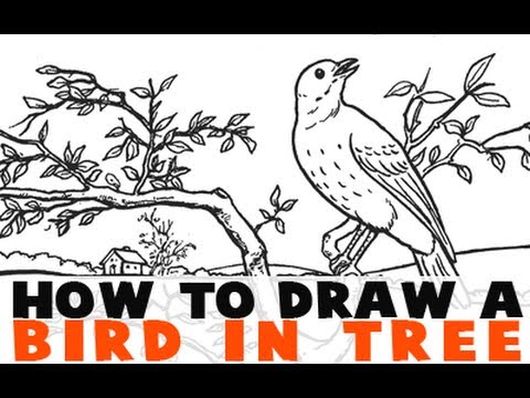 480x360 How To Draw A Bird On A Tree Branch - Drawing Of A Bird On A Branch