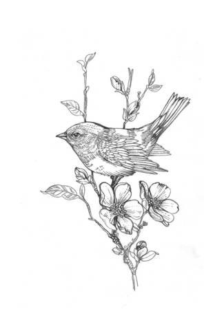 325x488 Line Drawing Of Bird On Flowering Branch Prints - Drawing Of A Bird On A Branch