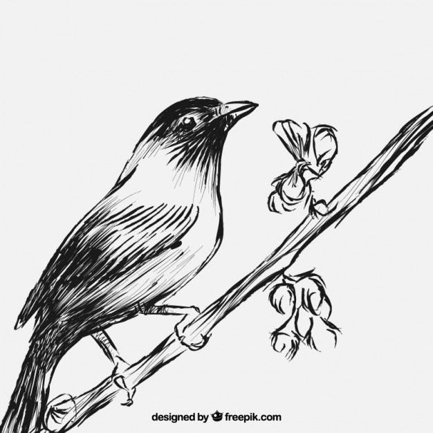 626x626 Sketchy Bird On Branch Stock Images - Drawing Of A Bird On A Branch
