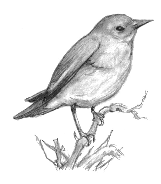 Drawing Of A Bird On A Branch at PaintingValley.com | Explore ...