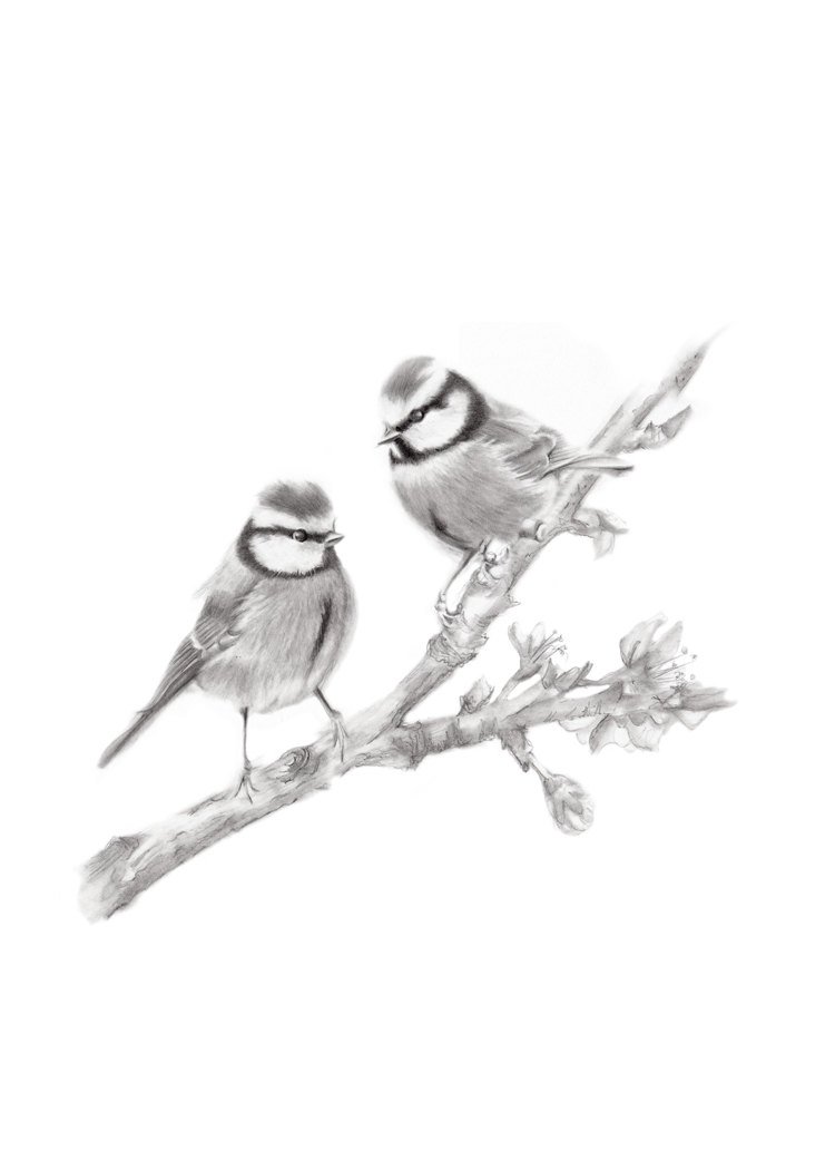 750x1050 bird pencil drawing blue tit bird branch art british bird etsy - Drawing Of A Bird On A Branch