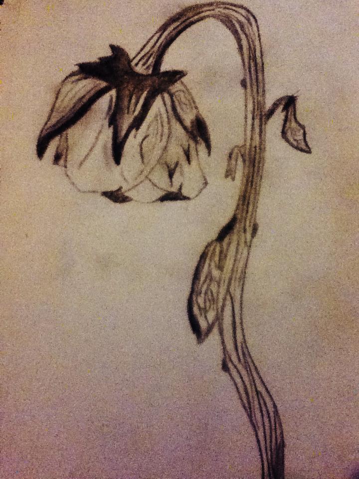 Best Dying Flower Sketch Drawing with Pencil