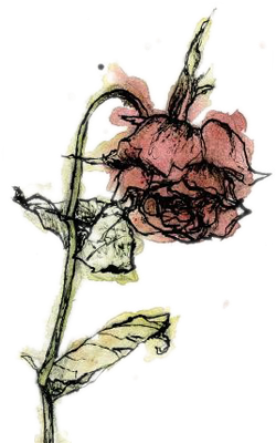 250x400 rose painting a wilted rose in rose drawing tattoo, dead - Drawing Of A Dying Rose