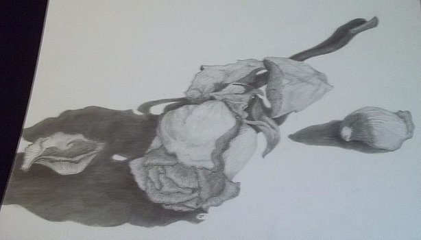 614x350 a dying rose drawing - Drawing Of A Dying Rose