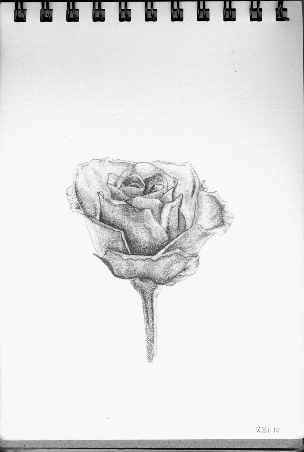 Drawing Of A Dying Rose at Explore collection of