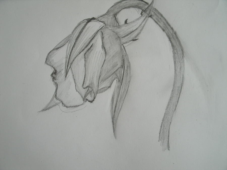 900x675 the dying rose d - Drawing Of A Dying Rose