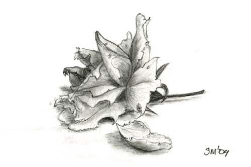 500x332 Withering Flowers - Drawing Of A Dying Rose