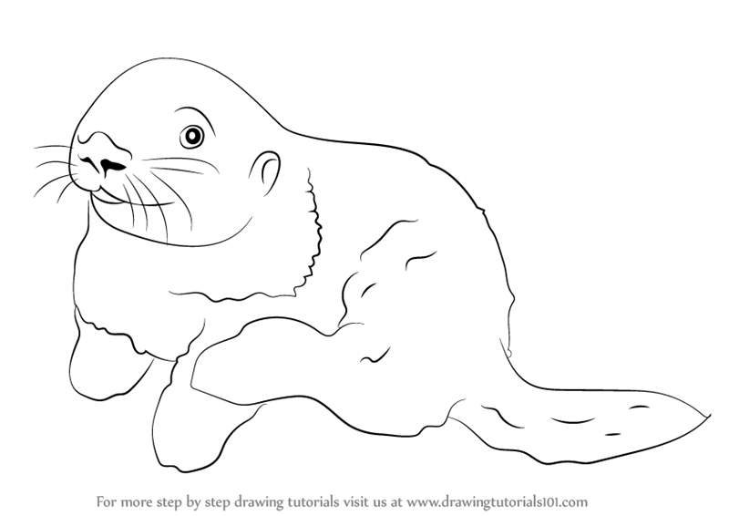 800x566 Learn How To Draw A Sea Otter - Drawing Of A Sea Otter