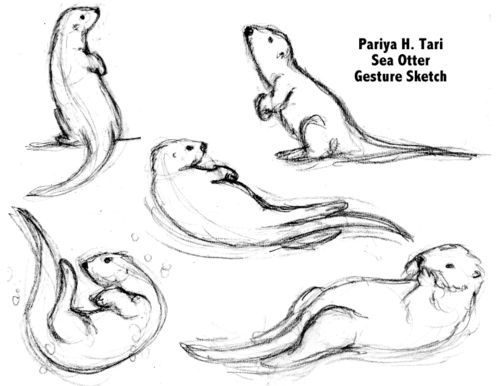 500x386 Pix For Gt Cute Sea Otter Drawing Ollie The Otter Otters - Drawing Of A Sea Otter